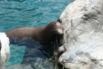 Sea World